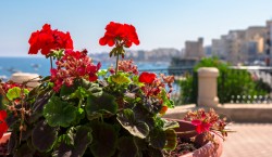 Roses in Malta